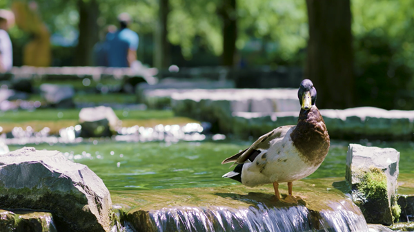 Ducks in Jubilee Park fountains