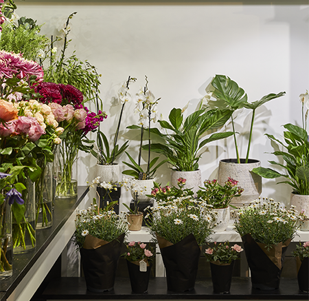 Flowers and plants