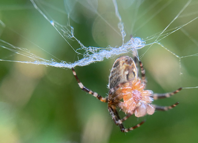 A garden spider knitting his web