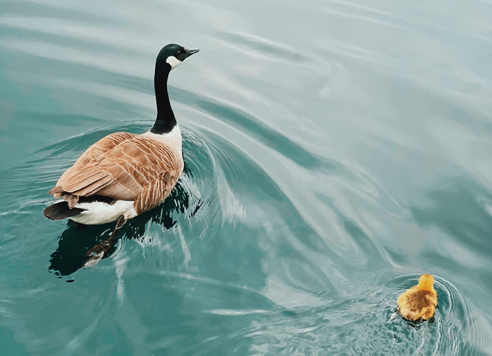 Canadian goose with her gosling