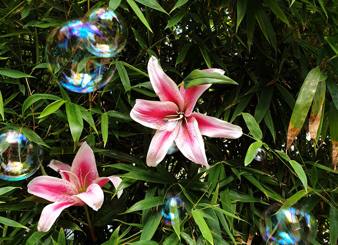 Bubbles floating around a lilium Lily