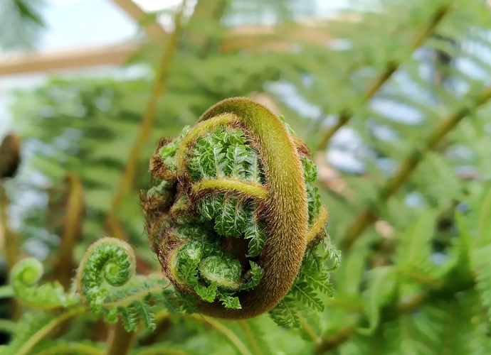 A photo of a Fiddlehead by mariannemarlow