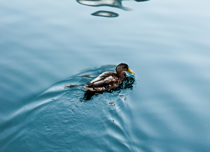 A picture of a duck paddling across the wharf by o.kurczaki