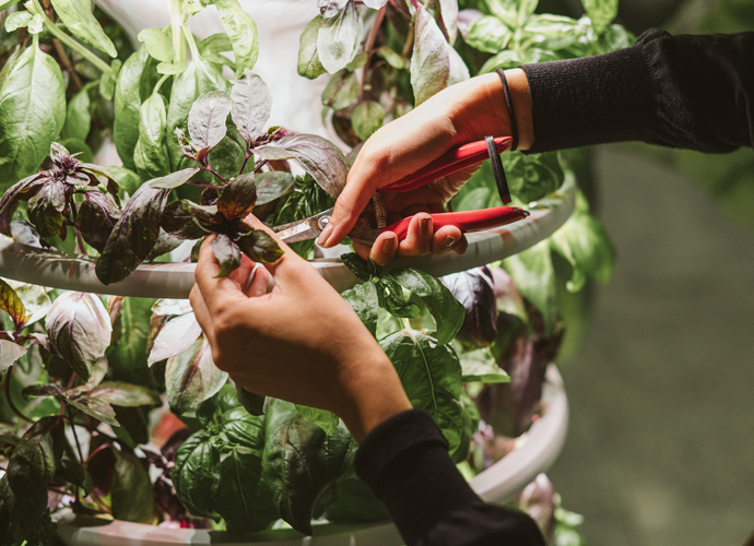 Harvesting basil from wharf farm